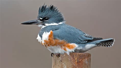 Belted kingfisher illinois mascot